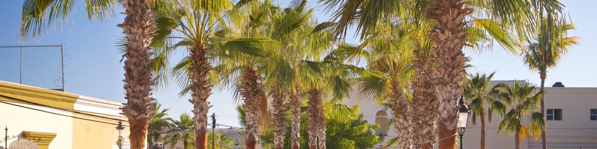 Todos Santos Plaza featuring a garden and wildflowers