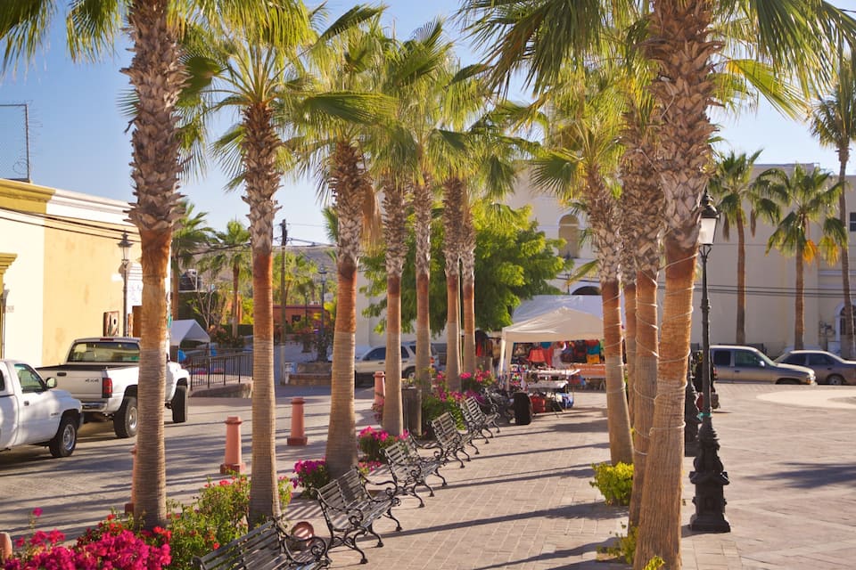 Una strada alberata di palme, con auto parcheggiate e panchine.