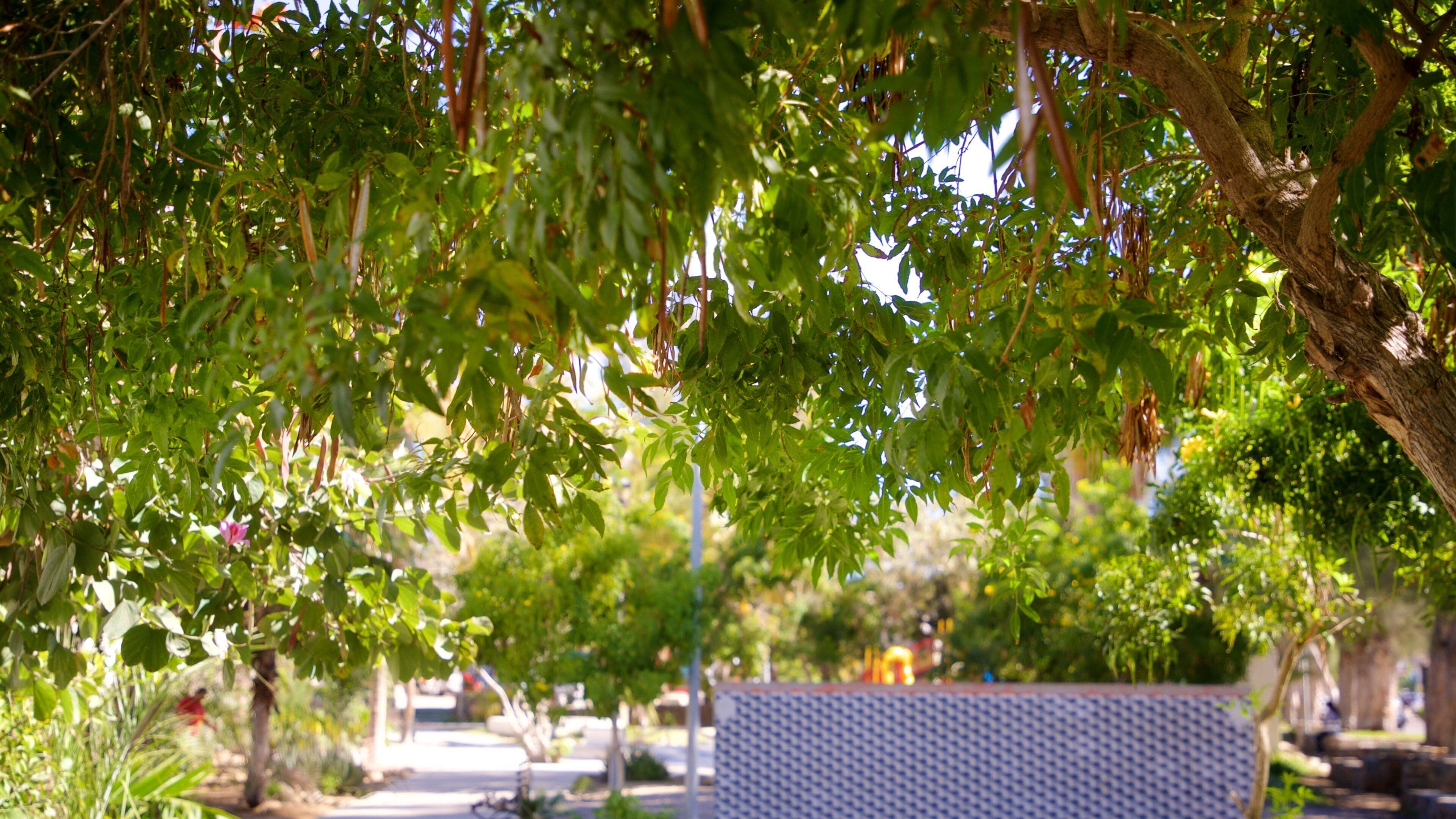 Los Pinos Park which includes a park