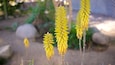 A garden with yellow flowering plants and rocks.