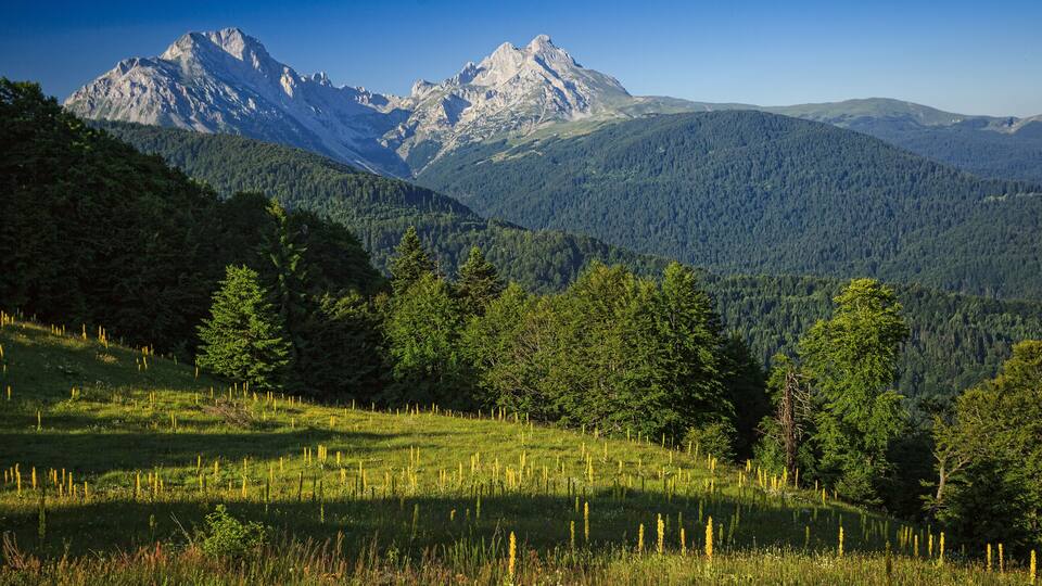 A mountainous landscape with a prominent peak, dense forest, and a grassy meadow.
