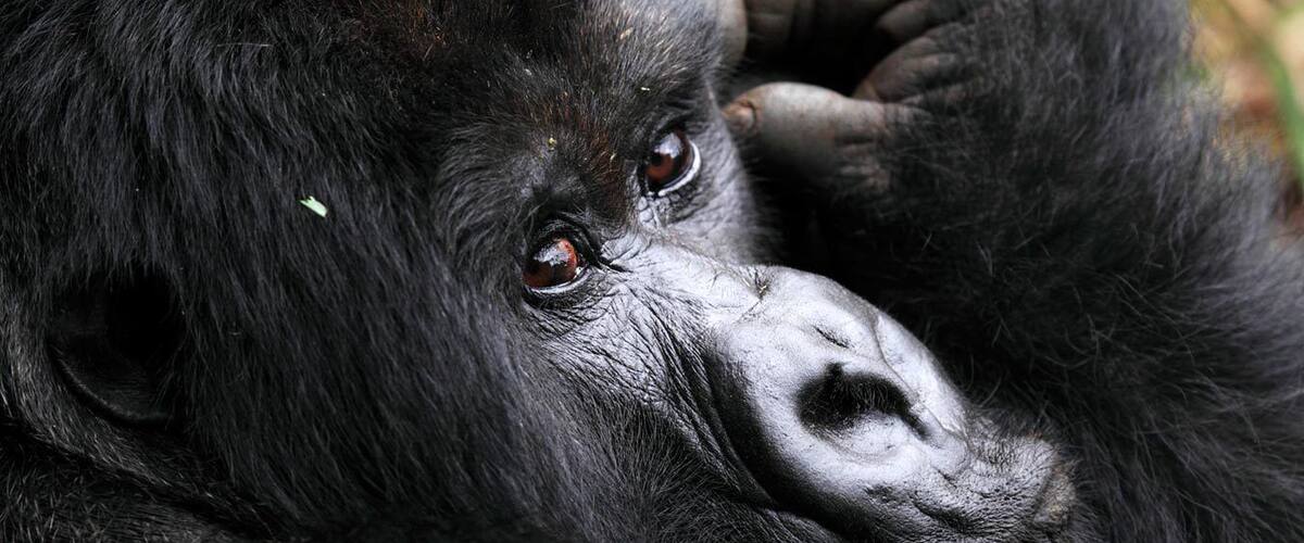 Kenya and Rwanda wildlife & cultural safari specialists with a keen interest in arranging fascinating and true African journeys. We are so passionate about delivering satisfactory tours that meet both your budget and expectations. We also arrange Gorilla & wildlife tours to Uganda and Rwanda.
Your Kenya safari of a lifetime demands the very best planning and we at Go Explore Kenya Safaris attend to the details of your trip with professional care. Our exclusive selection of itineraries turns your Kenya wildlife safari dreams into living realities.
Go Explore Kenya Safaris offers Masai Mara safaris, Lake Nakuru tours, Diani Beach safaris, Nairobi safaris as well as exciting day trips.
See more about us at Go Kenya safaris website https://www.go-kenya-safari.com