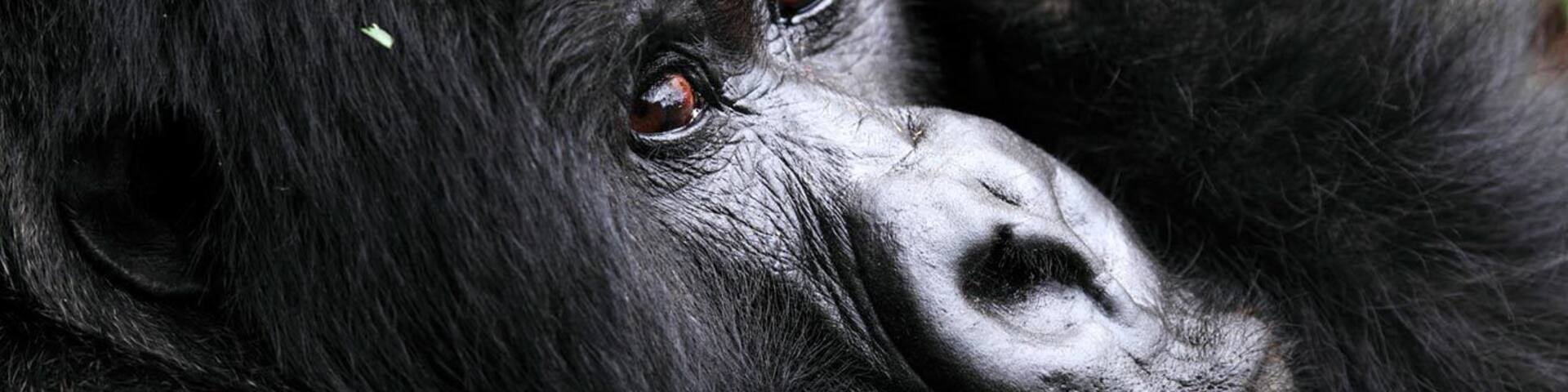 Kenya and Rwanda wildlife & cultural safari specialists with a keen interest in arranging fascinating and true African journeys. We are so passionate about delivering satisfactory tours that meet both your budget and expectations. We also arrange Gorilla & wildlife tours to Uganda and Rwanda.
Your Kenya safari of a lifetime demands the very best planning and we at Go Explore Kenya Safaris attend to the details of your trip with professional care. Our exclusive selection of itineraries turns your Kenya wildlife safari dreams into living realities.
Go Explore Kenya Safaris offers Masai Mara safaris, Lake Nakuru tours, Diani Beach safaris, Nairobi safaris as well as exciting day trips.
See more about us at Go Kenya safaris website https://www.go-kenya-safari.com