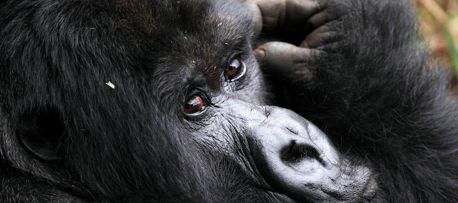 Kenya and Rwanda wildlife & cultural safari specialists with a keen interest in arranging fascinating and true African journeys. We are so passionate about delivering satisfactory tours that meet both your budget and expectations. We also arrange Gorilla & wildlife tours to Uganda and Rwanda.
Your Kenya safari of a lifetime demands the very best planning and we at Go Explore Kenya Safaris attend to the details of your trip with professional care. Our exclusive selection of itineraries turns your Kenya wildlife safari dreams into living realities.
Go Explore Kenya Safaris offers Masai Mara safaris, Lake Nakuru tours, Diani Beach safaris, Nairobi safaris as well as exciting day trips.
See more about us at Go Kenya safaris website https://www.go-kenya-safari.com