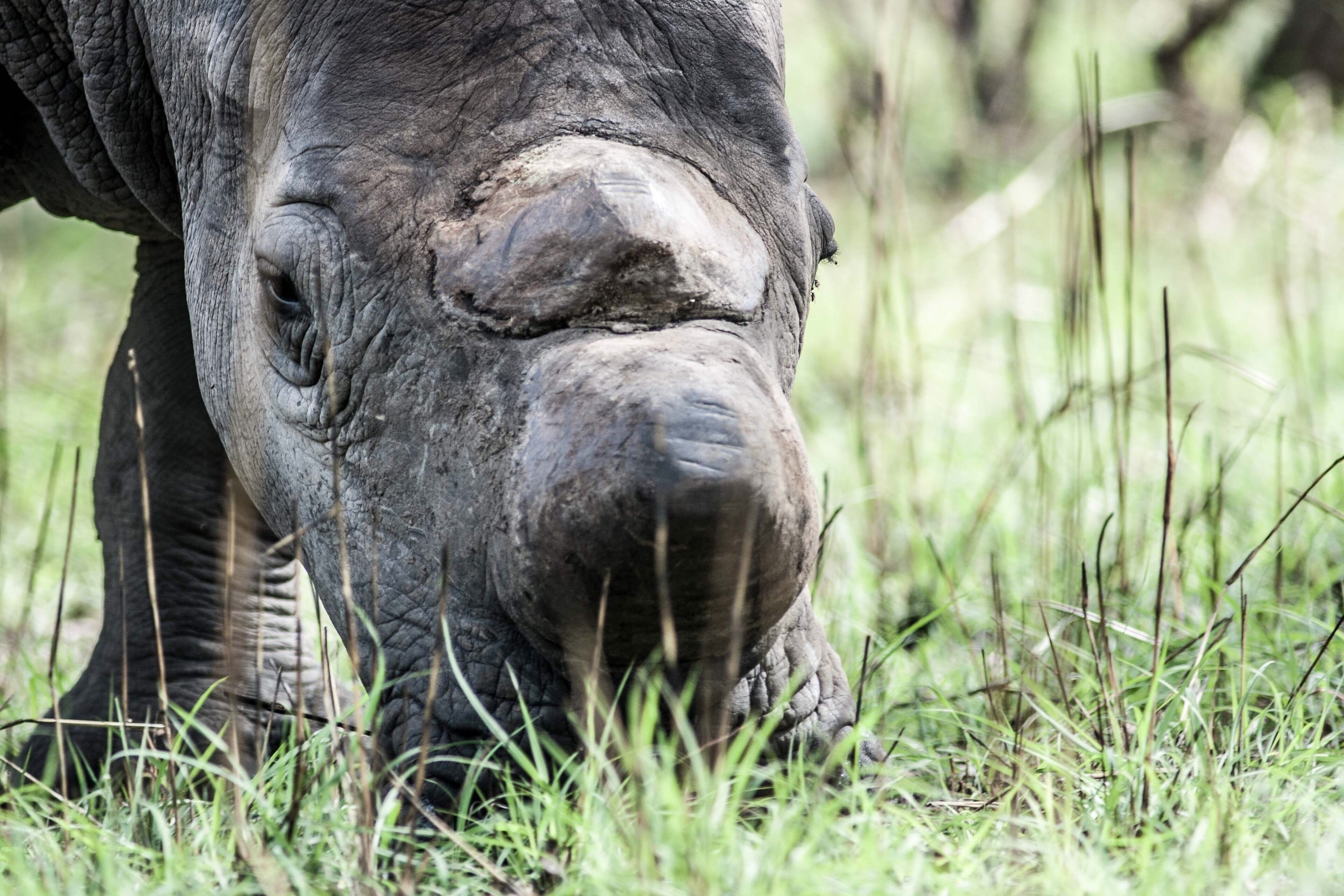 The horns of this white rhino in Matobo #NationalPark, #Zimbabwe 🇿🇼 have been sawn off to deter poachers.
#LifeAtExpedia