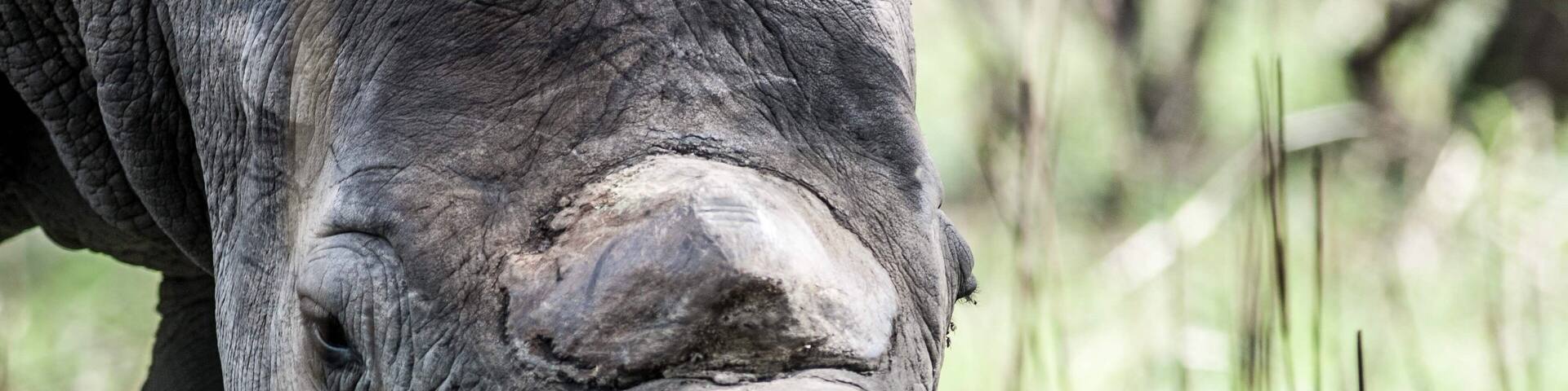 The horns of this white rhino in Matobo #NationalPark, #Zimbabwe 🇿🇼 have been sawn off to deter poachers.
#LifeAtExpedia