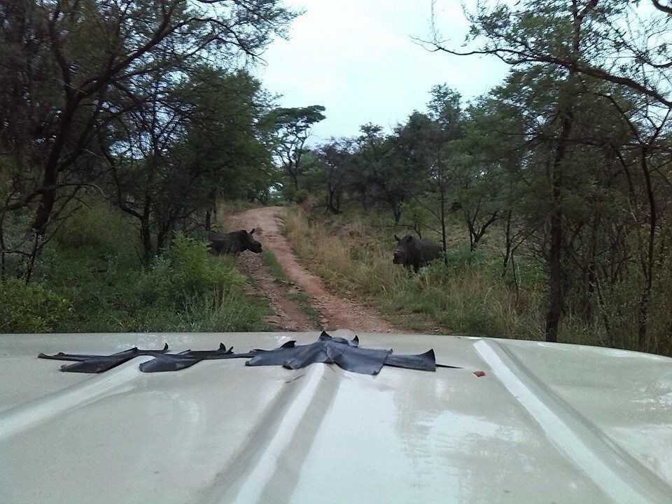 No better feeling than when you finally see the elusive rhino you had been searching for all day. Make sure to go with a guide who takes you out on foot through the brush. 