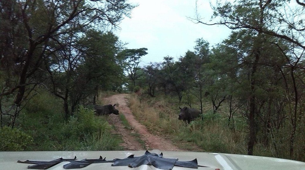 No better feeling than when you finally see the elusive rhino you had been searching for all day. Make sure to go with a guide who takes you out on foot through the brush.