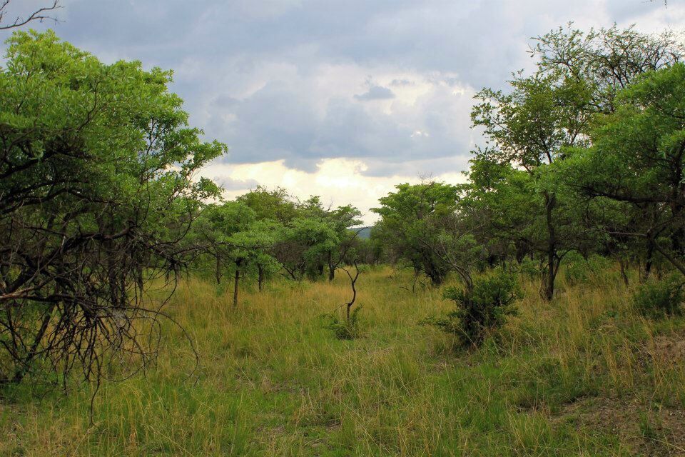 Out in the middle of nowhere, bush trekking in search of rhinos. Try the wild mint leaves that grow here.