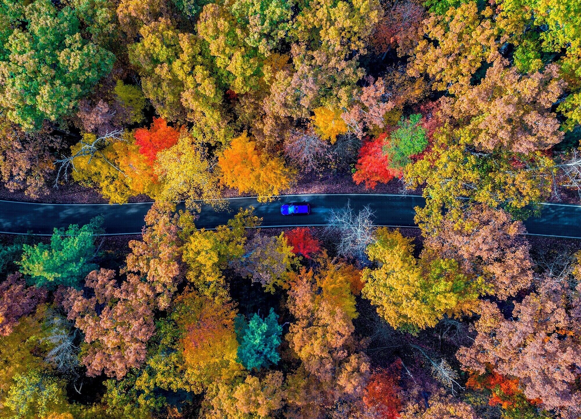 Red River was a delight to drive through. As I drove though I really didn't realize the color of the leaves above my head. I pulled out my drone and got a shot of my car on the road. The color around and above me was insane! I wanted to try to get a unique perspective of the fall color and what it was like to drive through.


Thank you all, and thank you Trover for a wonderful year of unique, beautiful, imaginative, and inspiring adventures and sights! 