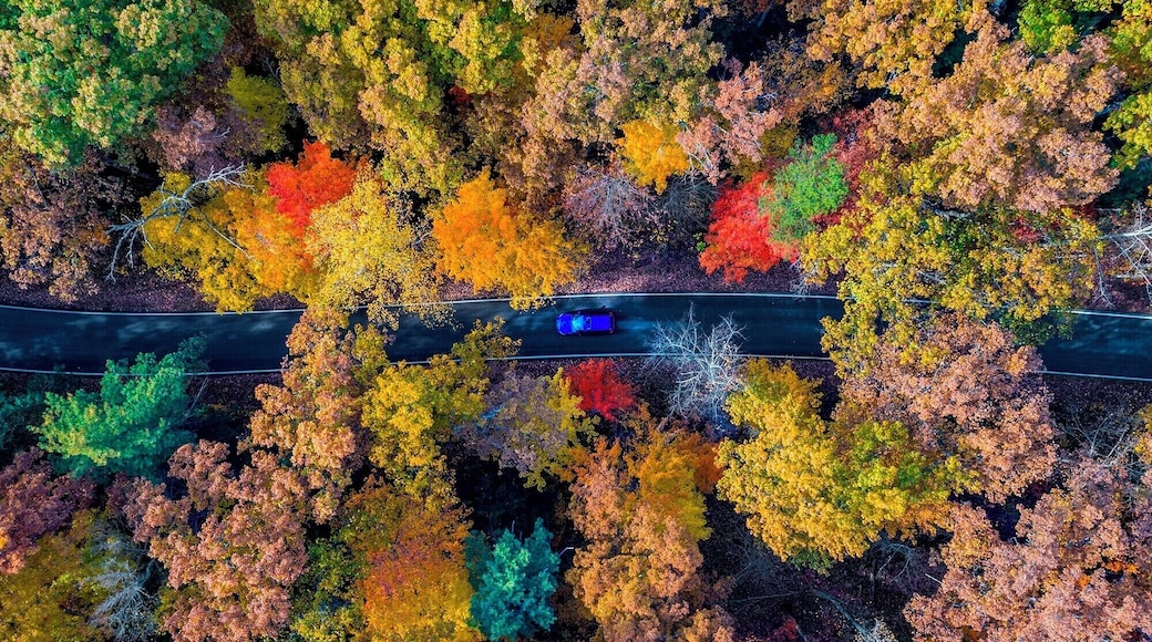 Red River was a delight to drive through. As I drove though I really didn't realize the color of the leaves above my head. I pulled out my drone and got a shot of my car on the road. The color around and above me was insane! I wanted to try to get a unique perspective of the fall color and what it was like to drive through.
Thank you all, and thank you Trover for a wonderful year of unique, beautiful, imaginative, and inspiring adventures and sights!