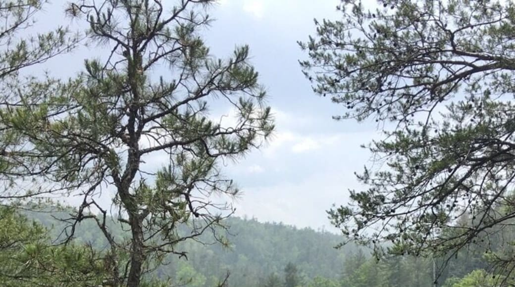 The Rock Bridge trail is an easy hike to a waterfall and rock arch near the Red River Gorge!