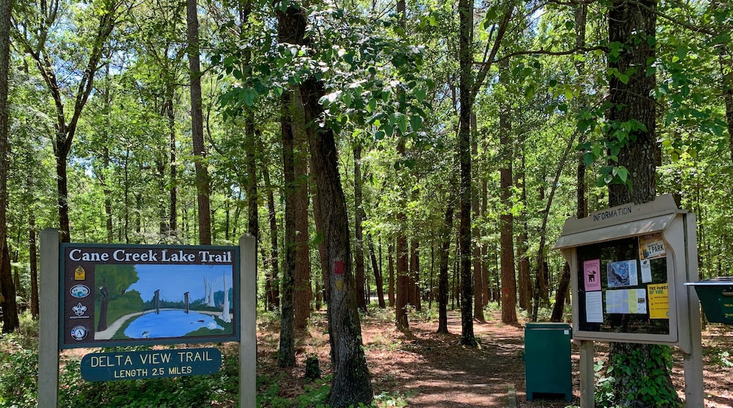 woods and bayou in Arkansas