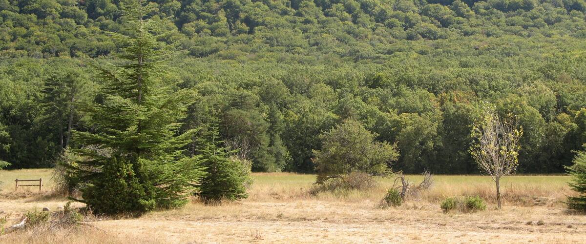 A mountainous landscape with a prominent rocky cliff and a dense forest in the foreground.