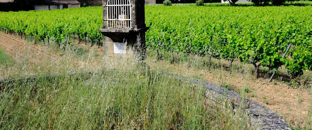 A vineyard with rows of grapevines, a stone structure with a barred window, and houses in the background.