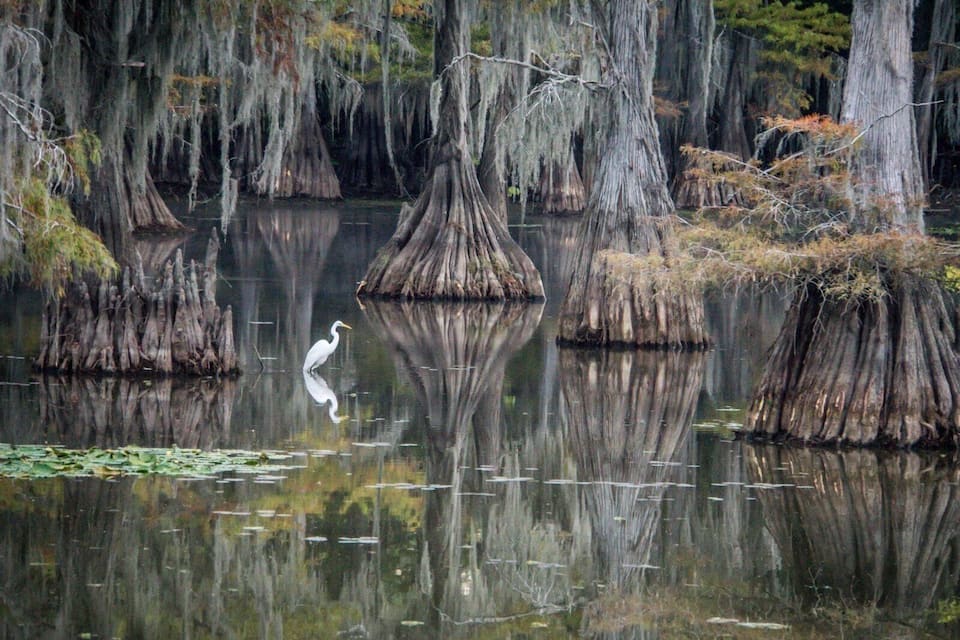 A heron standing on a reflective water surface with swampy trees and moss-covered stumps.