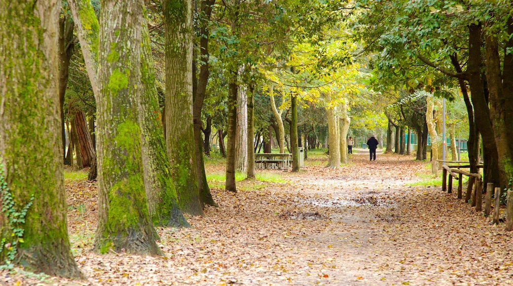 Pineta di Ponente bevat een tuin en bos
