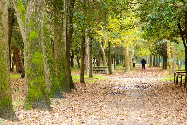 Pineta di Ponente ofreciendo escenas forestales y un parque