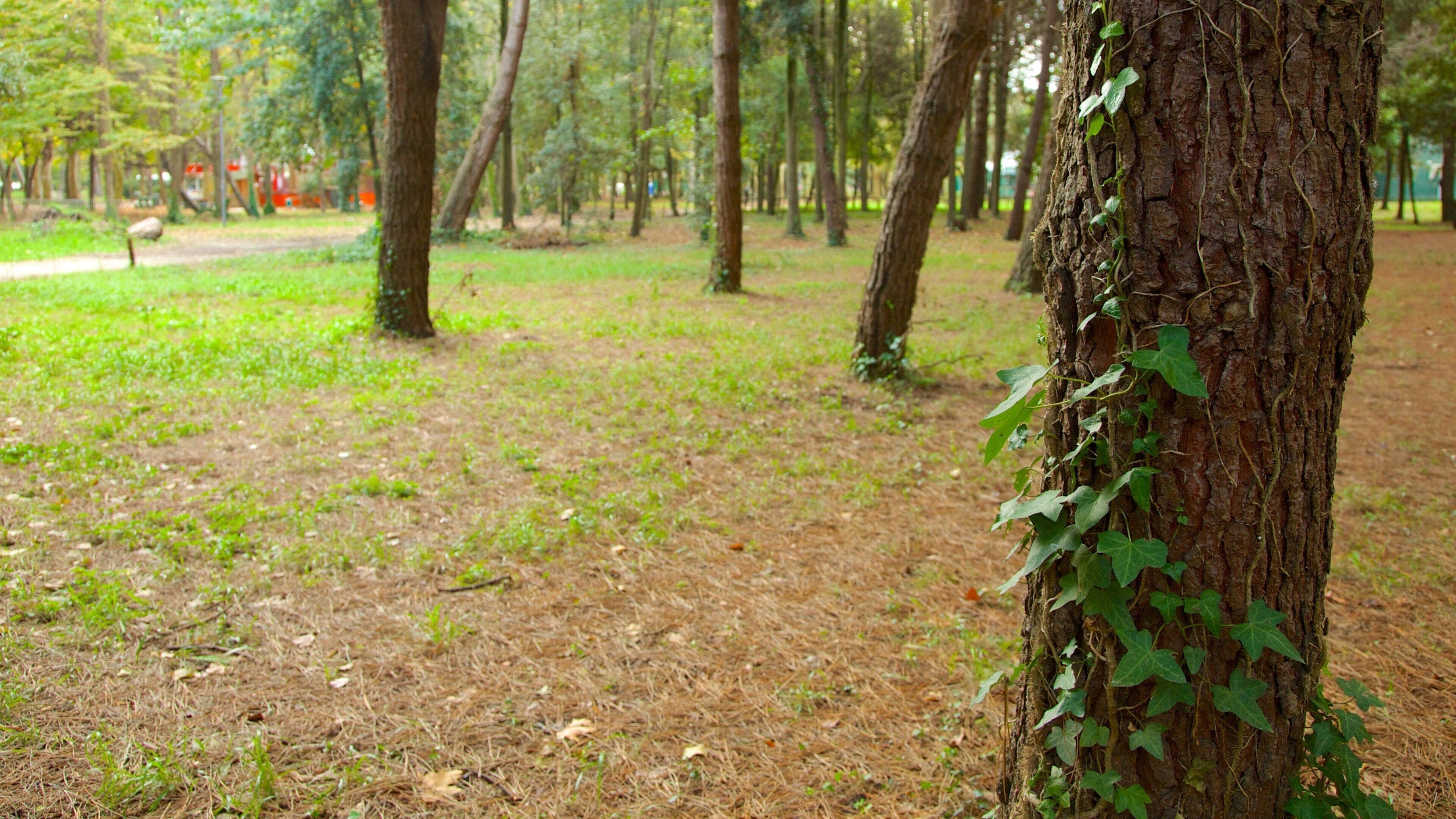 Pineta di Ponente som omfatter en park
