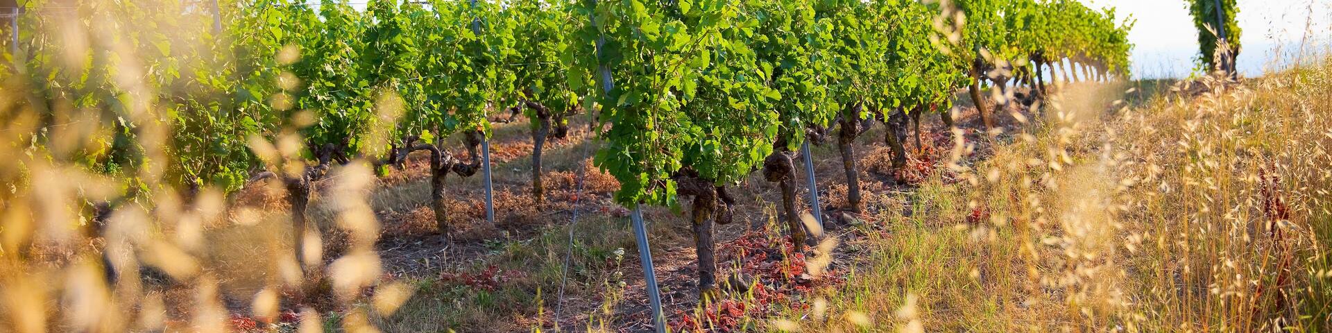 Vigne dans un domaine viticole en France