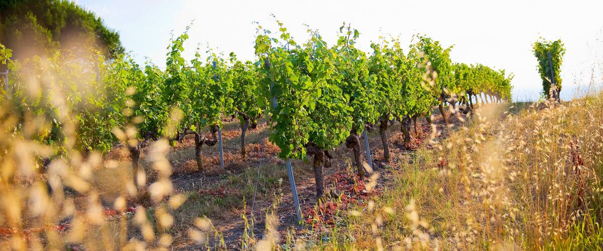 A vineyard with rows of grapevines.