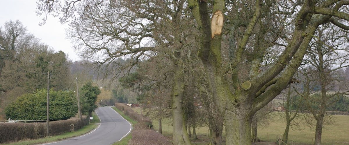 A rural road curving through a countryside with trees and hedgerows.