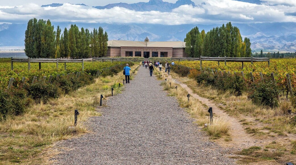 Salentein winery in Mendoza, Argentina. Salentein is one of the largest wine producers in the Mendoza wine region. Located in Uco Valley, it is an hour and a half drive from the city of Mendoza, but coming here is worth the drive. Salentein has one of the largest, most interesting wine cellars in the region and is definitely worth the visit for wine lovers. Read more: http://www.earthtrekkers.com/mendoza-wine-region-how-to-plan-visit/ #wine #mendoza