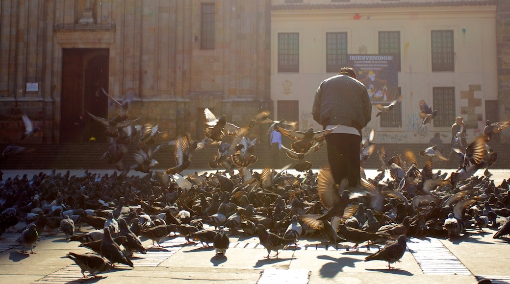 Primada Cathedral featuring bird life, a church or cathedral and a square or plaza