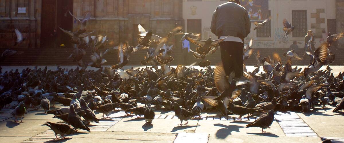 Catedral Primada que inclui vida das aves, uma praça ou plaza e uma igreja ou catedral