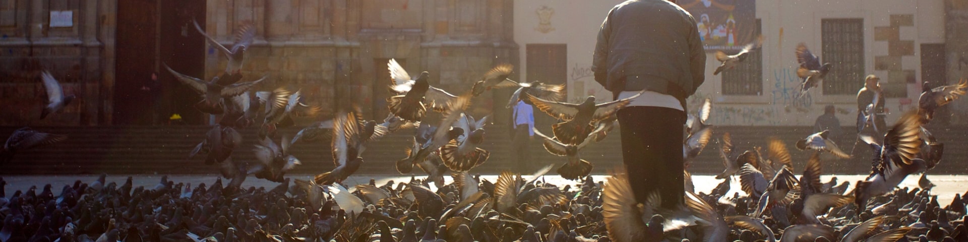 Catedral Primada mostrando una plaza, aves y una iglesia o catedral