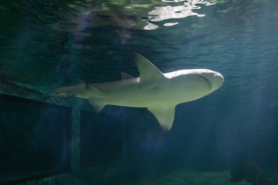 Ein Hai schwimmt in einem Aquarium.