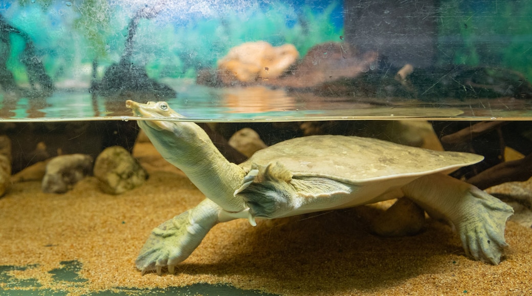 Tropicarium Park showing marine life