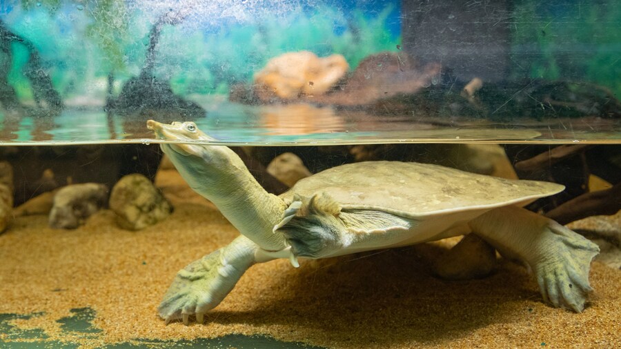 Tropicarium Park showing marine life