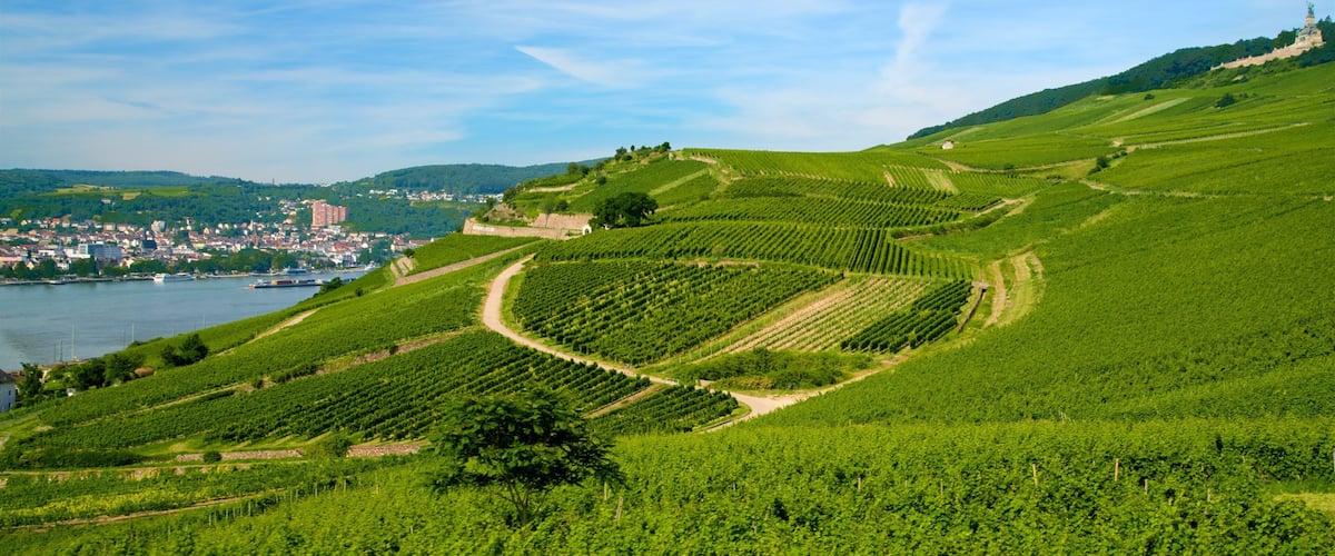 A vineyard landscape with terraced fields, a river, and a distant city.