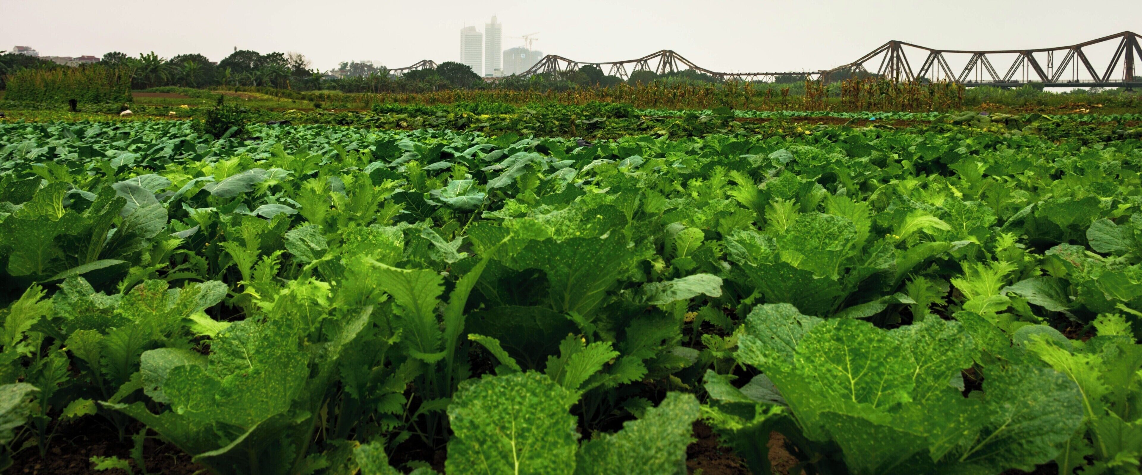 It is probably the best place in Hanoi. Watch out for the nudist section though.
