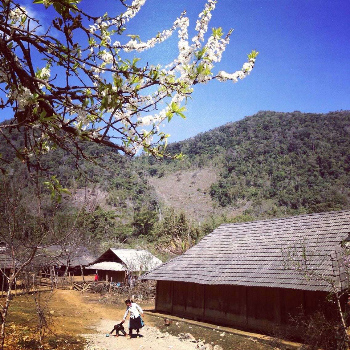 Co Cham Village, Moc Chau, Son La, Vietnam
#localgem