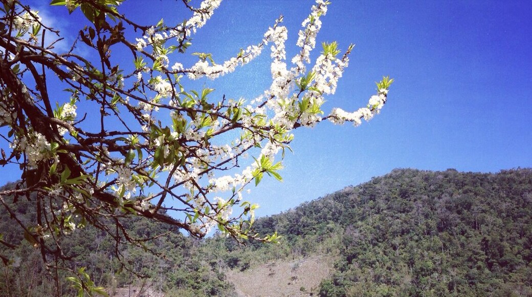 Co Cham Village, Moc Chau, Son La, Vietnam
#localgem