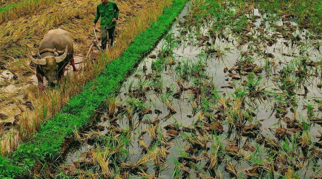 Mai Chau, Vietnam
Mai Chau, is an isolated rural town in North Vietnam.
The town itself, there is not much to do. But the surrounding Mai Chau villages shrouded in hills are beautiful and back to basics. The rice fields are owned by the family's of the village and each family tends to its own, some using very traditional methods. #troveon #packsandaplan