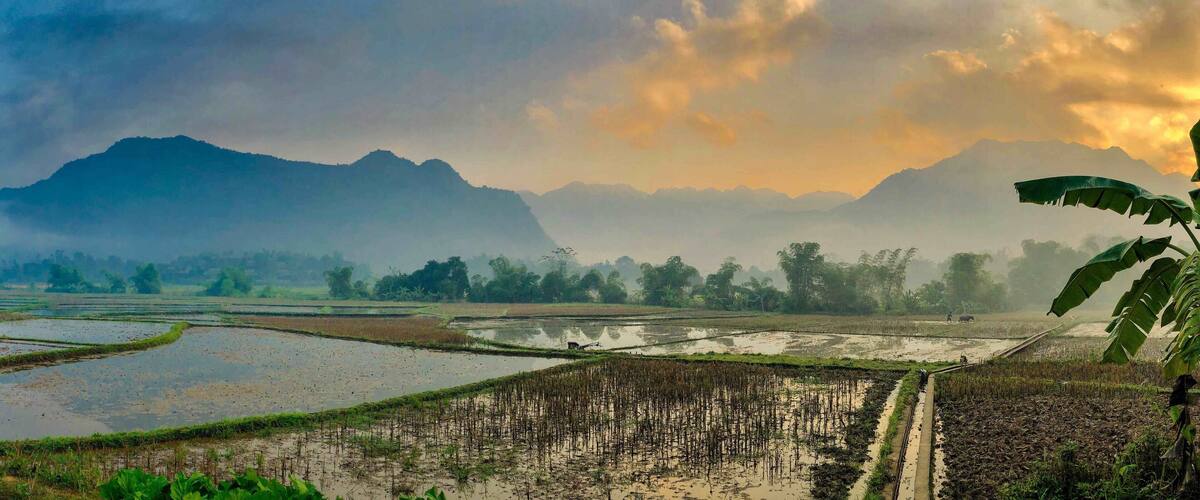 A landscape of terraced rice fields with mountains in the background.