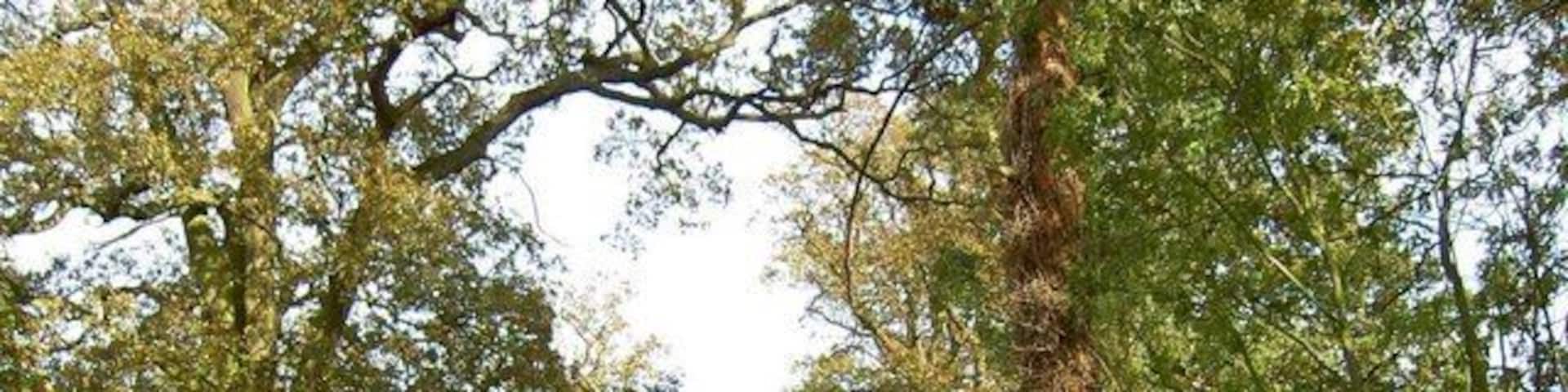 Drive slowly and watch out for young pheasants Near to Wroxall and yes the sign was correct, lots of young pheasants to be seen.