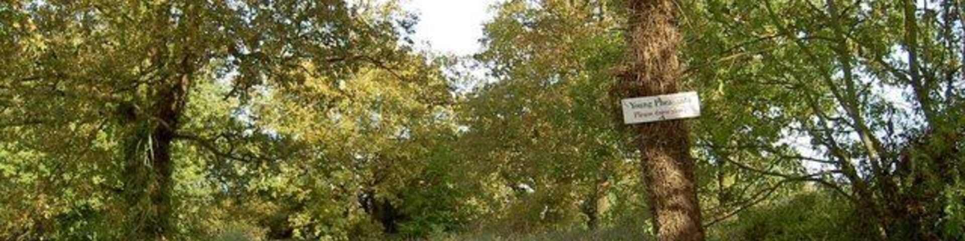 Drive slowly and watch out for young pheasants Near to Wroxall and yes the sign was correct, lots of young pheasants to be seen.