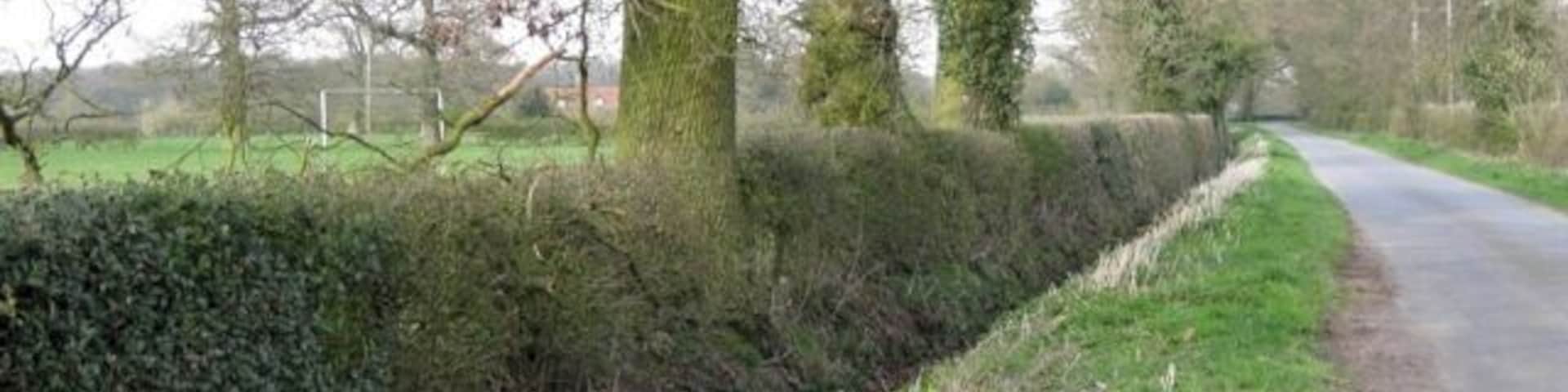 Hedge and ditch, Manor Lane Note the holly, left, and further along. Hedges entirely of holly are a feature of ancient Arden. The village receation ground is beyond the hedge.