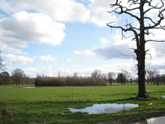 Trees, dead and alive, Wroxall Abbey estate