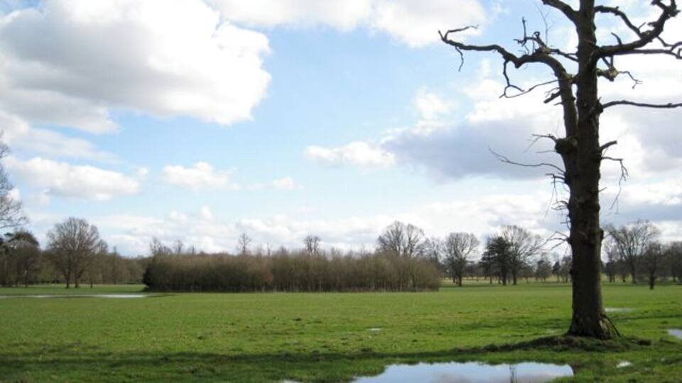 Trees, dead and alive, Wroxall Abbey estate
