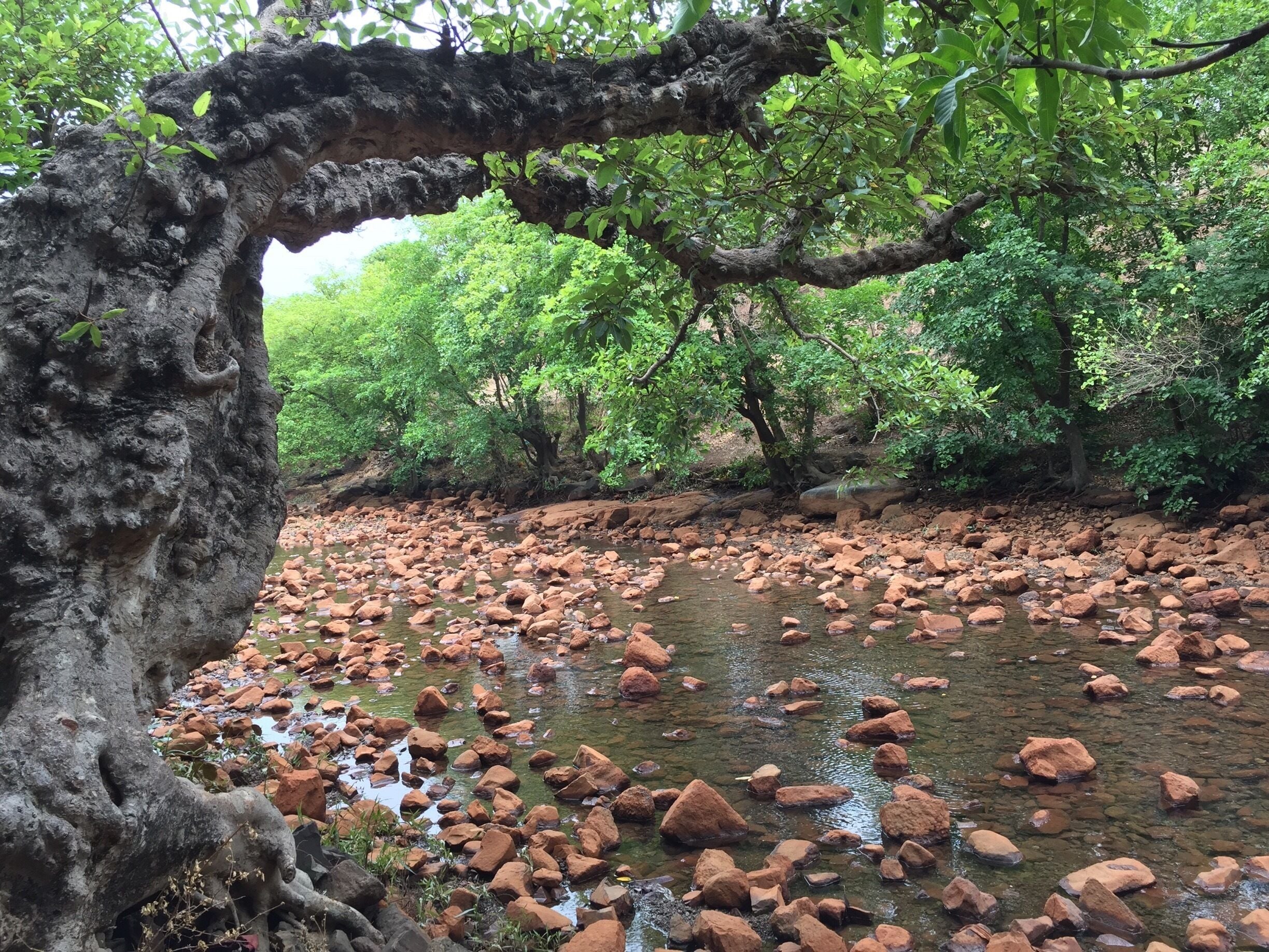Floodplains that fill up when the dam opens 