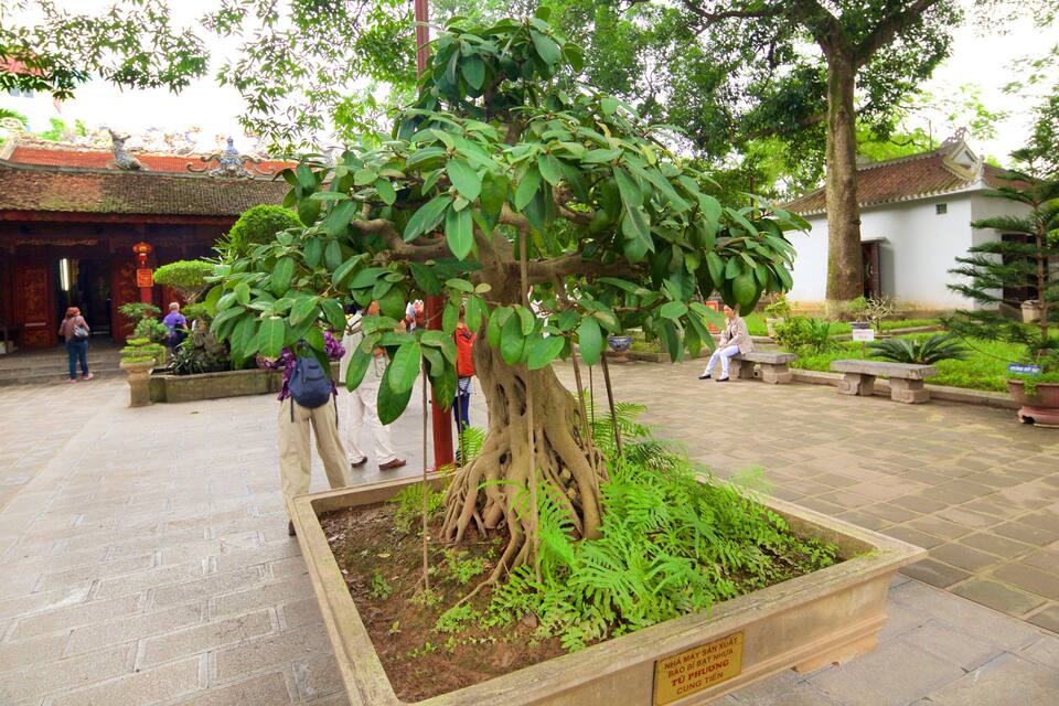 A traditional courtyard with a large tree in a planter, people walking, and traditional architecture.