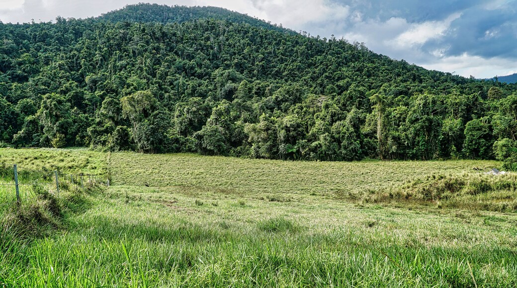 Rain forest of the tropics of Australia
