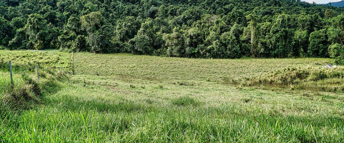 A lush green field with a dense forested hill in the background.