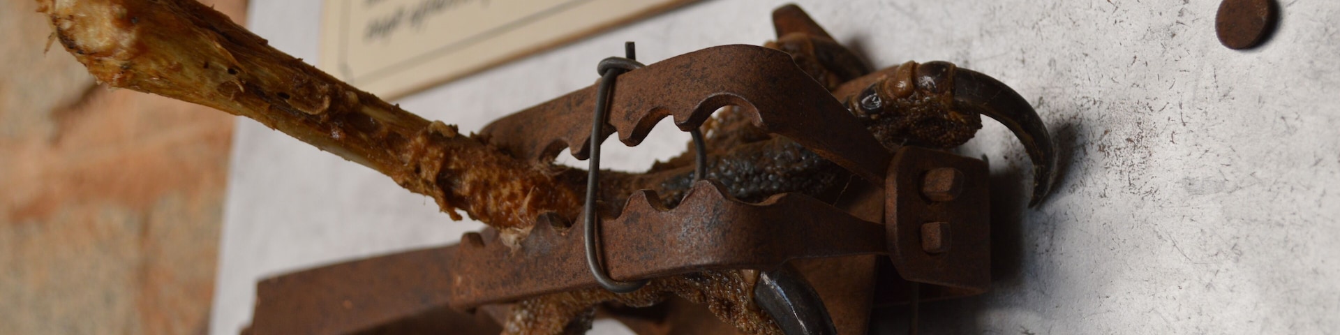 Something you will only see in the Outback of Australia and proudly displayed in a museum.  A police museum at that. ...
Yes it is part of an EMUS's foot/claw.  
Silverton is home to some of Australia's best Artists with galleries scattered in the town. 
It is a great unique day trip.  Abundant with Australian fauna who thrive in these conditions.