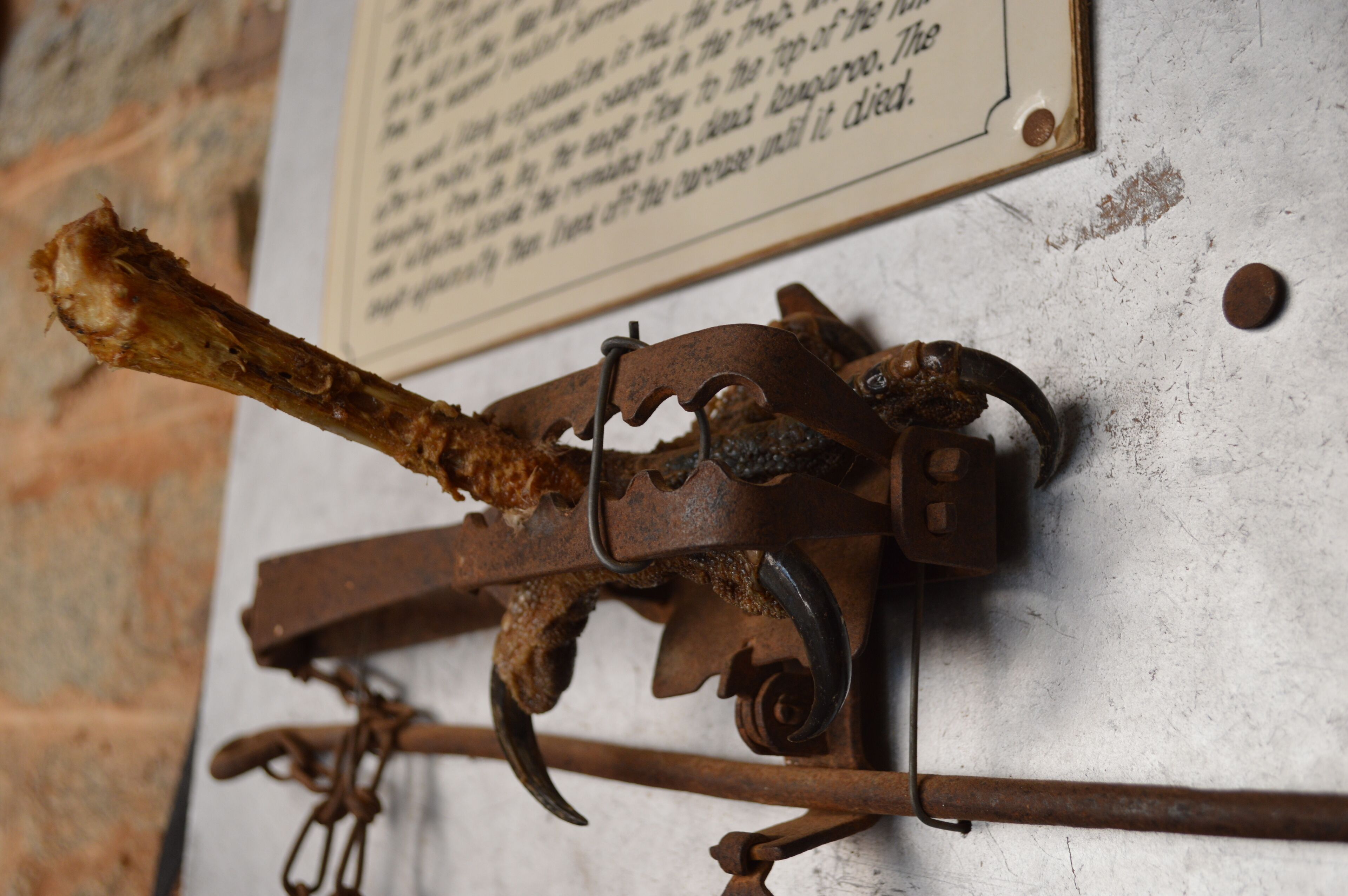 An old rusty metal object with a bone attached, mounted on a wall with a plaque.